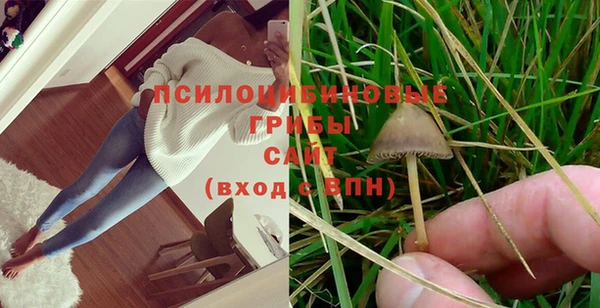 прущие грибы Мегион